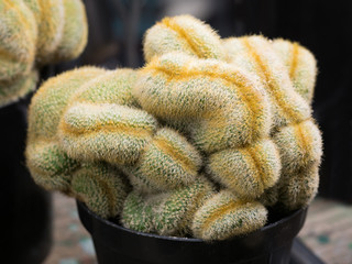 ノトカクタス　レニンガウシー　クリスタート