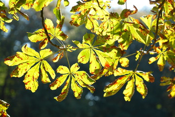 Kastanienblätter an einem Baum