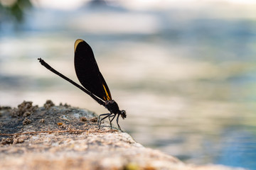 black dragonfly hang on stone
