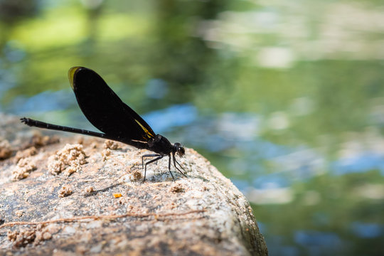 black dragonfly hang on stone