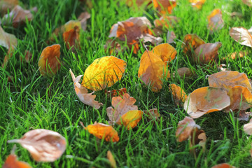 Cadono le foglie in autunno
