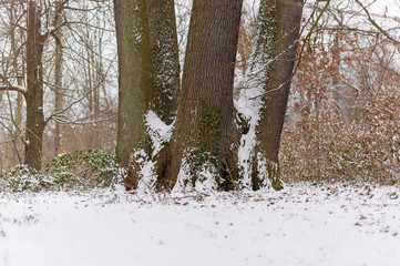 Tree with three trunks in the snow in winter