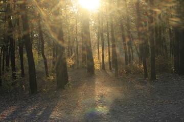 Obraz premium forest, autumn, nature, trees, tree, landscape, fall, road, woods, park, fog, path, green, leaves, light, sun, mist, wood, morning, season, foliage, sunlight, yellow