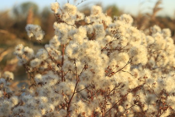 nature, plant, grass, winter, tree, branch, flower, autumn, field, spring, season, snow, ice, white, frost, summer, cold, dry, frozen, meadow, natural, sky, plants