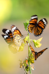 Closeup photo of a group of  amazing butterfly.