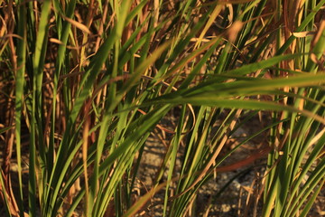 grass, green, nature, plant, field, summer, macro, spring, fresh, lawn, garden, growth, meadow, texture, natural, rice, leaf, closeup, herb, detail, dew