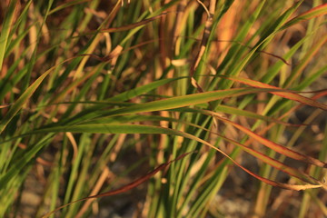 Obraz premium grass, green, nature, plant, field, summer, macro, spring, fresh, lawn, garden, growth, meadow, texture, natural, rice, leaf, closeup, herb, detail, dew