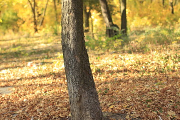 Obraz premium bark, tree, wood, texture, nature, brown, trunk, pattern, old, abstract, forest, rough, plant, oak, textured, natural, surface, closeup, wooden, backgrounds, timber, woods