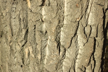 bark, tree, wood, texture, nature, brown, trunk, pattern, old, abstract, forest, rough, plant, oak, textured, natural, surface, closeup, wooden, backgrounds, timber, woods