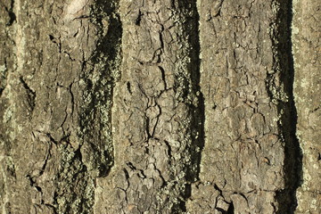 bark, tree, wood, texture, nature, brown, trunk, pattern, old, abstract, forest, rough, plant, oak, textured, natural, surface, closeup, wooden, backgrounds, timber, woods