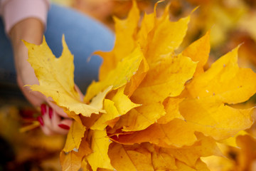 Palm of a young woman with a bouquet of yellow autumn maple leaves. Selective focus with different depth of field. Hand with beautiful bouquet of dry yellow maple leaves.