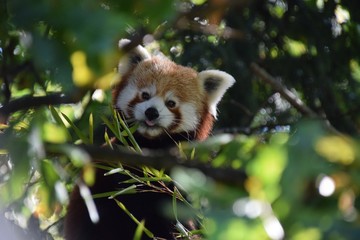 Red panda