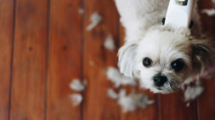 Grooming and haircut dog fur by human with clipper
