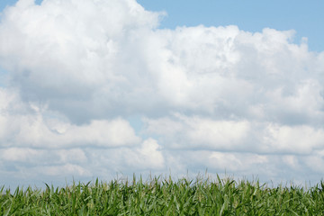 Mais, Maisfeld , Niedersachsen
