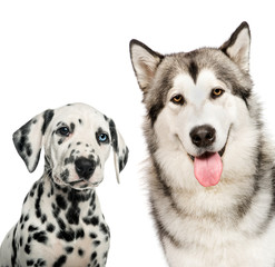 Dalmatian puppy, Alaskan Malamute, in front of white background