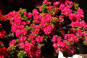 Fototapeta na wymiar Rote Rhododendronblüte