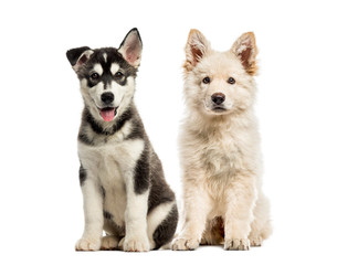 White Swiss Shepherd puppy, Husky malamute puppy, in front of wh