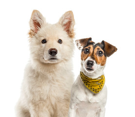 Jack Russell Terrier, White Swiss Shepherd puppy, in front of wh