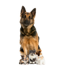 German shepherd sitting with Exotic Shorthair kitten, European S
