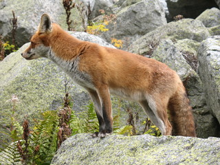 Lis rudy (Vulpes vulpes) w słowackich Tatrach