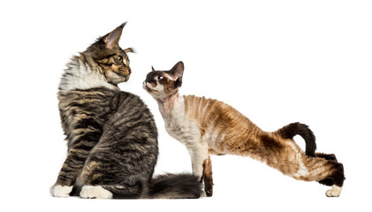 Maine Coon sitting and Devon Rex, in front of white background