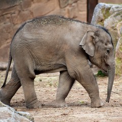 Fototapeta premium Baby elephant