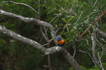 Lorikeet sitting on a branch feeding
