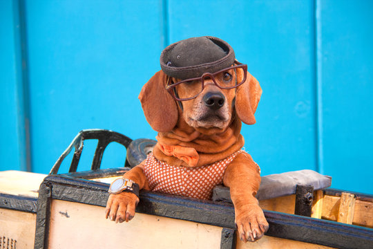 Simp&aacute;tico perro a bordo de coche de juguete