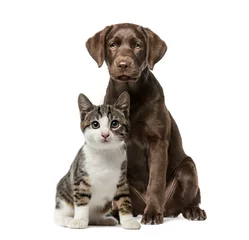 Photo sur Plexiglas Chien Chiot Labrador Retriever assis, chaton chat domestique assis, je