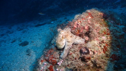 Young octopus at the reef