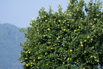 Fototapeta na wymiar Green orange tree