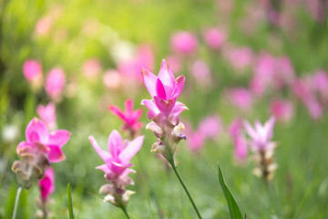 Fototapeta na wymiar close up of Dok krachiao blooming or Pink Siam-Tulip festival Chaiyaphum Thailand