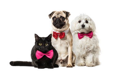 Mixed-breed cat, Pug in red bow tie sitting, Maltese dog, in fro
