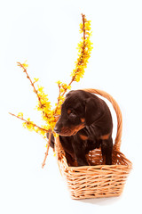 Doberman Pup in basket with forsythia flower stem