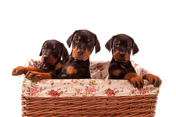 Trio of Dobermann Puppies in Basket all looking forwards, isolated against white background