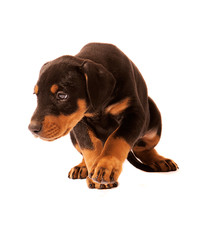  Dobermann Puppy on the Move, looking unhappy and crouching down.  Isolated on white background.