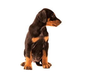 Dobermann Puppy sitting and Looking Right, isolated on white background