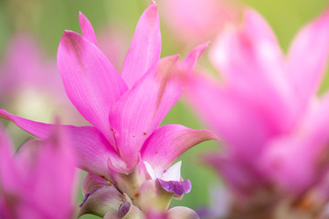 close up of Dok krachiao blooming or Pink Siam-Tulip festival Chaiyaphum Thailand