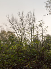 beautiful bare trees high in sky autumn landscape nature