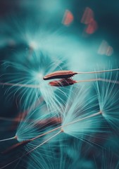 dandelion seed decoration