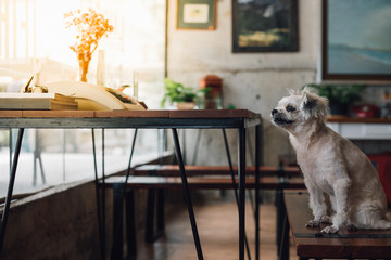 Dog sitting in cafe looking at something