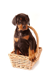 Dobermann Puppy in Basket, looking right with paw on edge