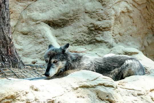Loup