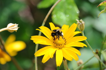 Hummel auf Sonnenhut