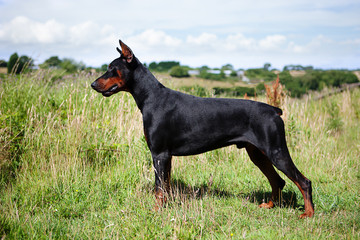Cropped and Docked Male Dobermann dog standing in a field, side view