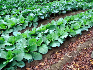 落ち葉のあるキャベツ畑