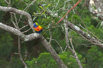 Lorikeet sitting on a branch sleeping