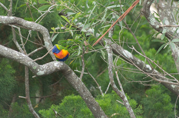 Lorikeet sitting on a branch sleeping