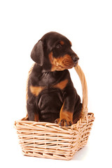 Dobermann Puppy sitting in small wicker flower basket looking right.  Isolated on white