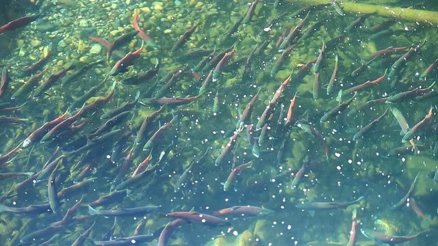 Large School of Kokanee Salmon in Taylor Creek Lake Tahoe